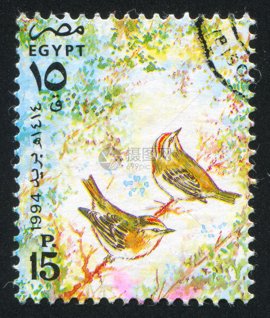 埃及燕子图片