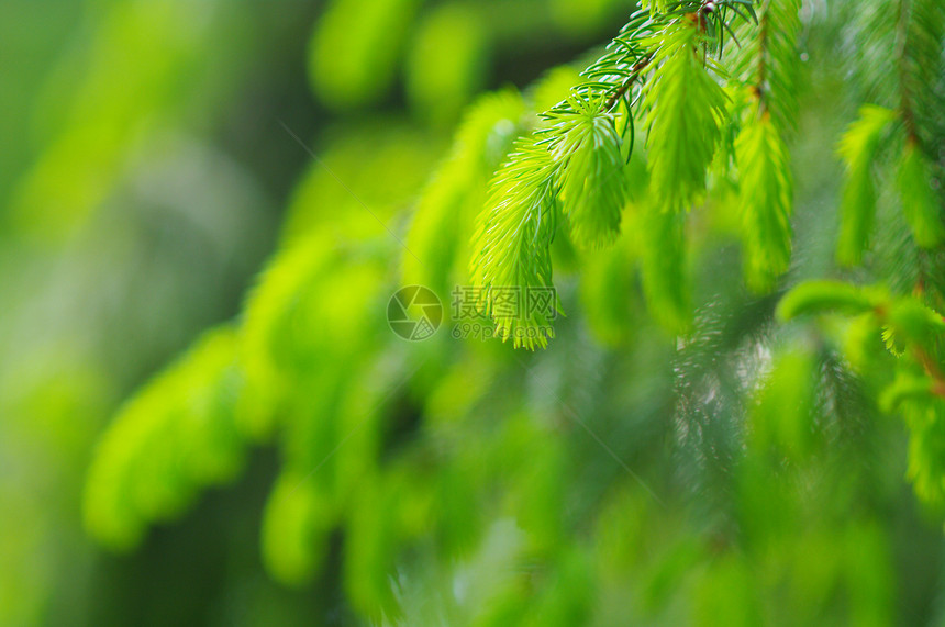 叶子植物群树木生活生长植物分支机构植物学天空宏观花园图片