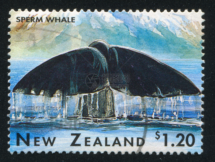 鲸爬坡尾巴集邮呼吸野生动物邮资海浪哺乳动物动物植物群图片