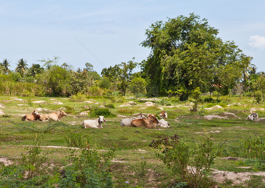 泰国奶牛躺在草地上图片