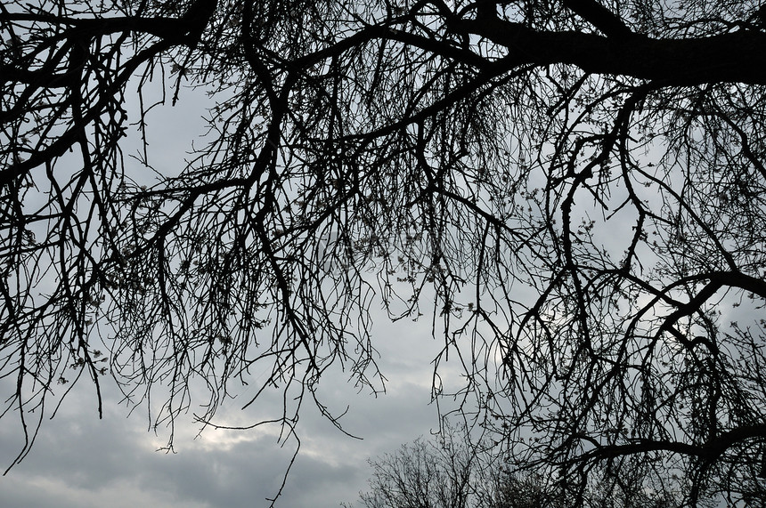 盛开的树枝环绕着冬天的周光图片