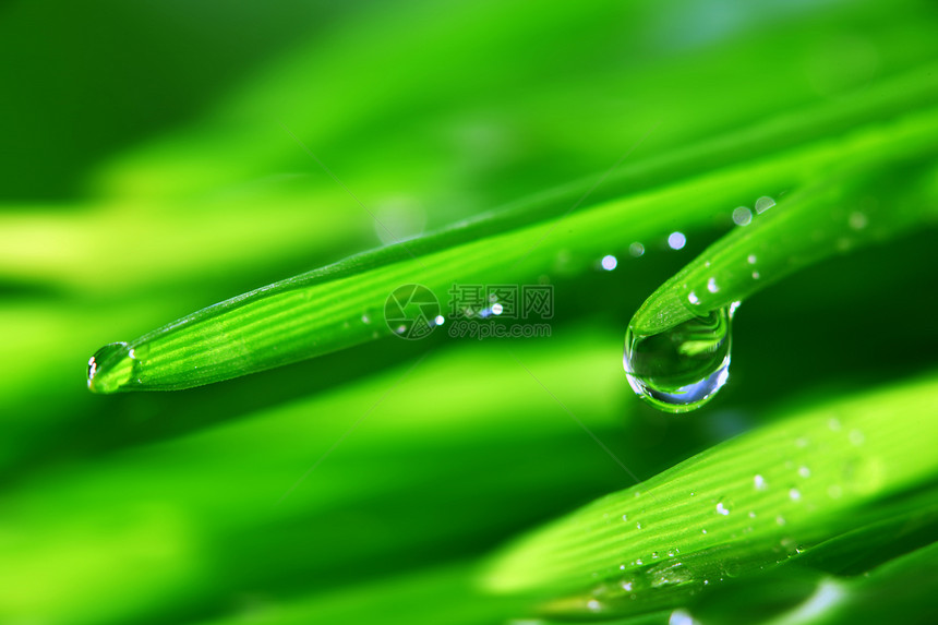 大水滴阳光宏观液体植物反射叶子花园草地背景雨滴图片