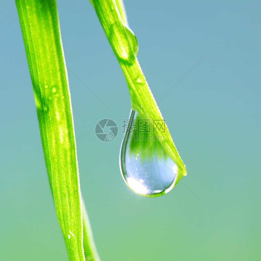 大水滴反射宏观气候植物草地草本植物阳光花园生长树叶图片