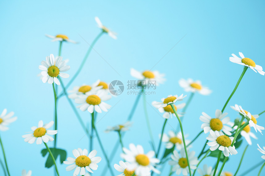 谢米米尔黄色投标卡片蓝色雏菊绿色牛眼菊花植物群白色图片