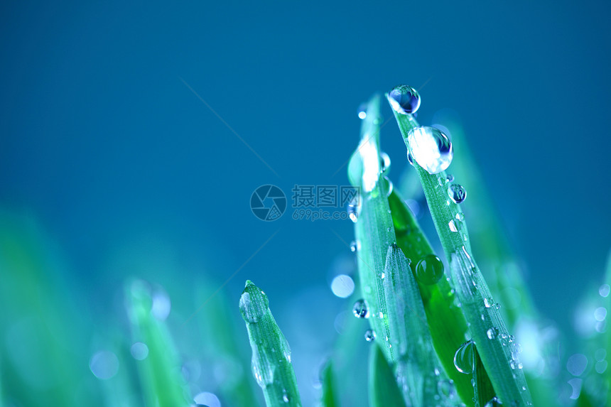 树本背景气候雨滴草本植物草地刀刃水滴生长环境花园反射图片