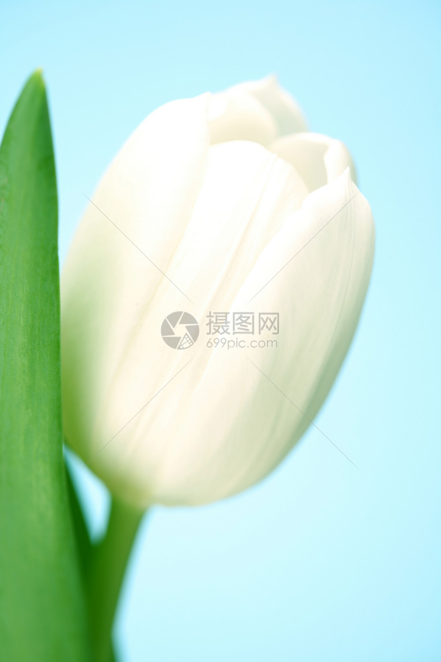 白色郁金白植物群灯泡花店郁金香花园蓝色花瓣惊喜礼物装饰图片