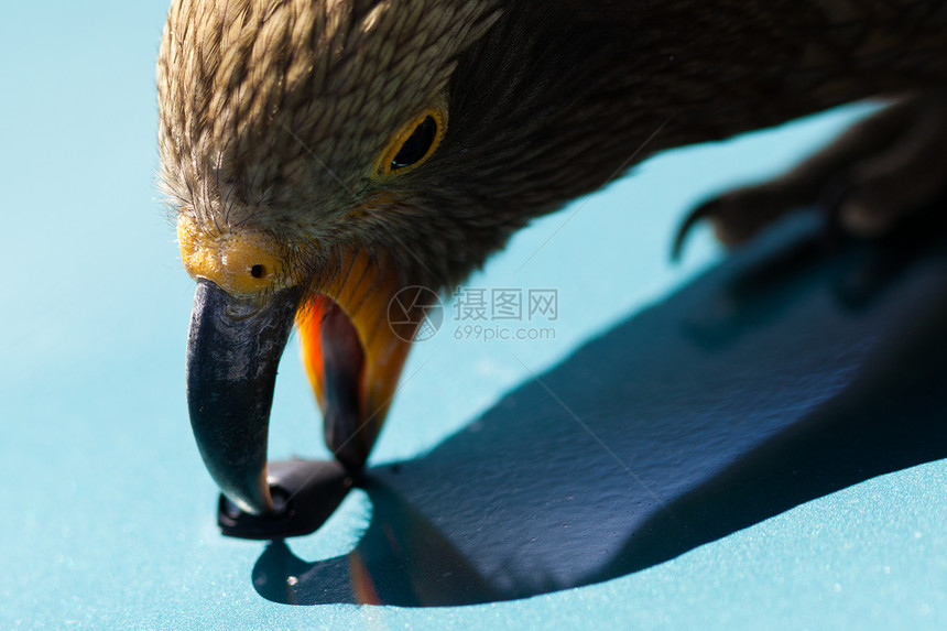 特写NZ高山鹦鹉Kea 嘴唇强烈图片