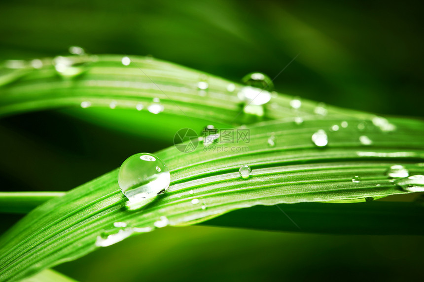 草地上滴水环境雨滴草本植物刀刃植物液体阳光叶子反射气候图片