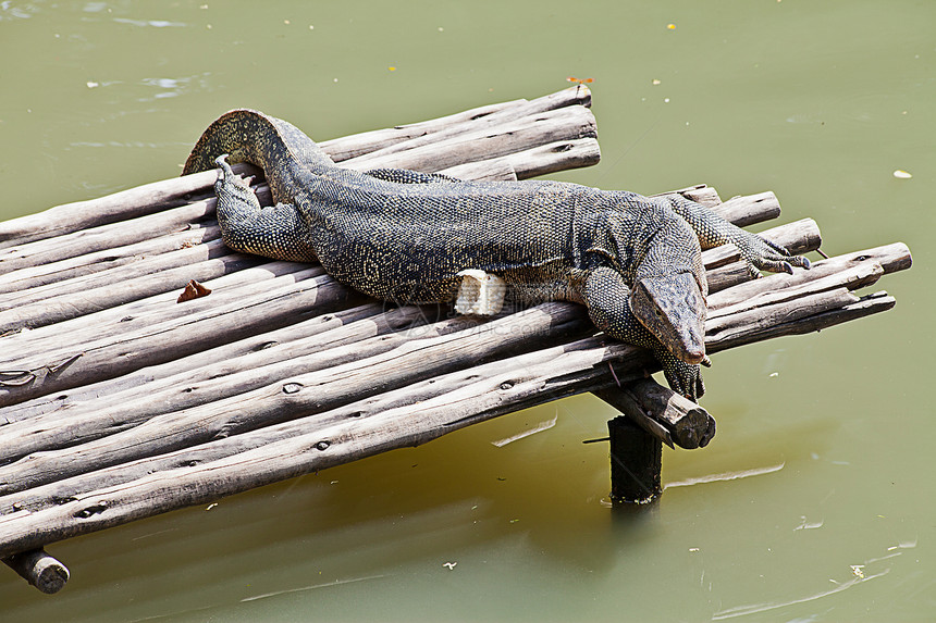 木筏上休息的蜥蜴监测器动物群爬虫绿色荒野监视器热带图片