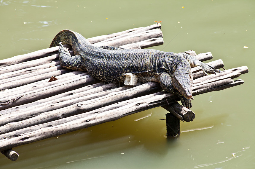 木筏上休息的蜥蜴监测器动物群监视器绿色荒野爬虫热带图片