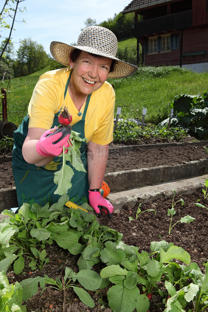 高级妇女园艺蔬菜祖父母快乐后院植物种植幼苗工作院子园丁图片