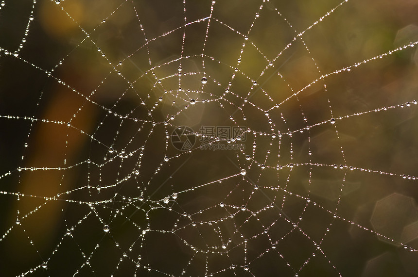带有闪亮露珠的 cobweb灯丝亮度蜘蛛网细节斑点宏观蹼状蛛网特写珠子图片
