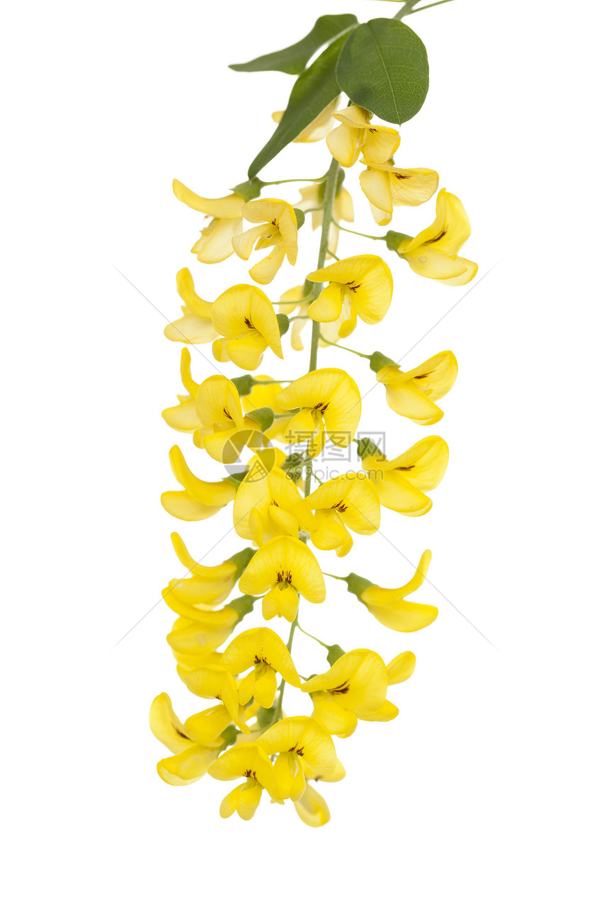 拉本花序宏观植物黄色枝条叶子图片