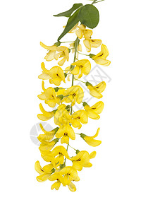 拉本花序宏观植物黄色枝条叶子背景图片