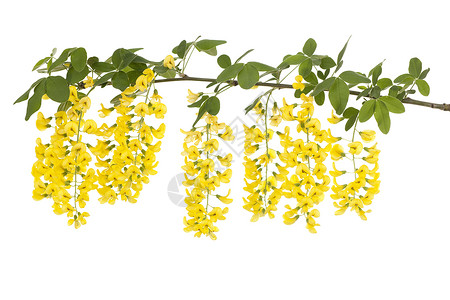拉本枝条黄色植物花序宏观叶子背景图片