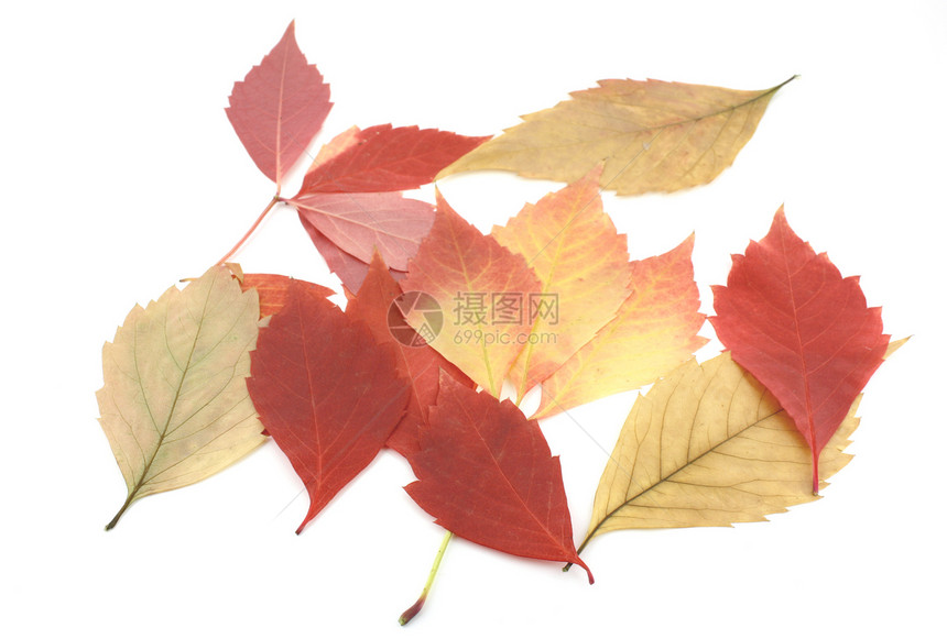 秋叶红色植物叶子摄影静脉团体黄色橙子白色季节图片