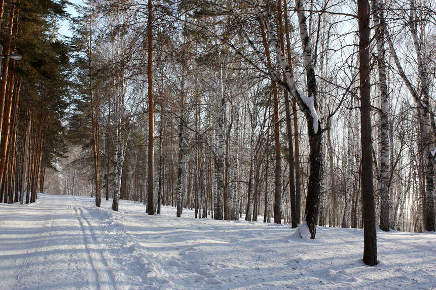 冬季火柴场景季节蓝色桦木公园天气森林植物树林城市图片