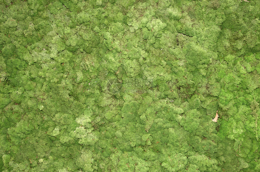 摩斯背景环境苔藓水仙花绿色树叶叶子花园森林宏观花瓣图片