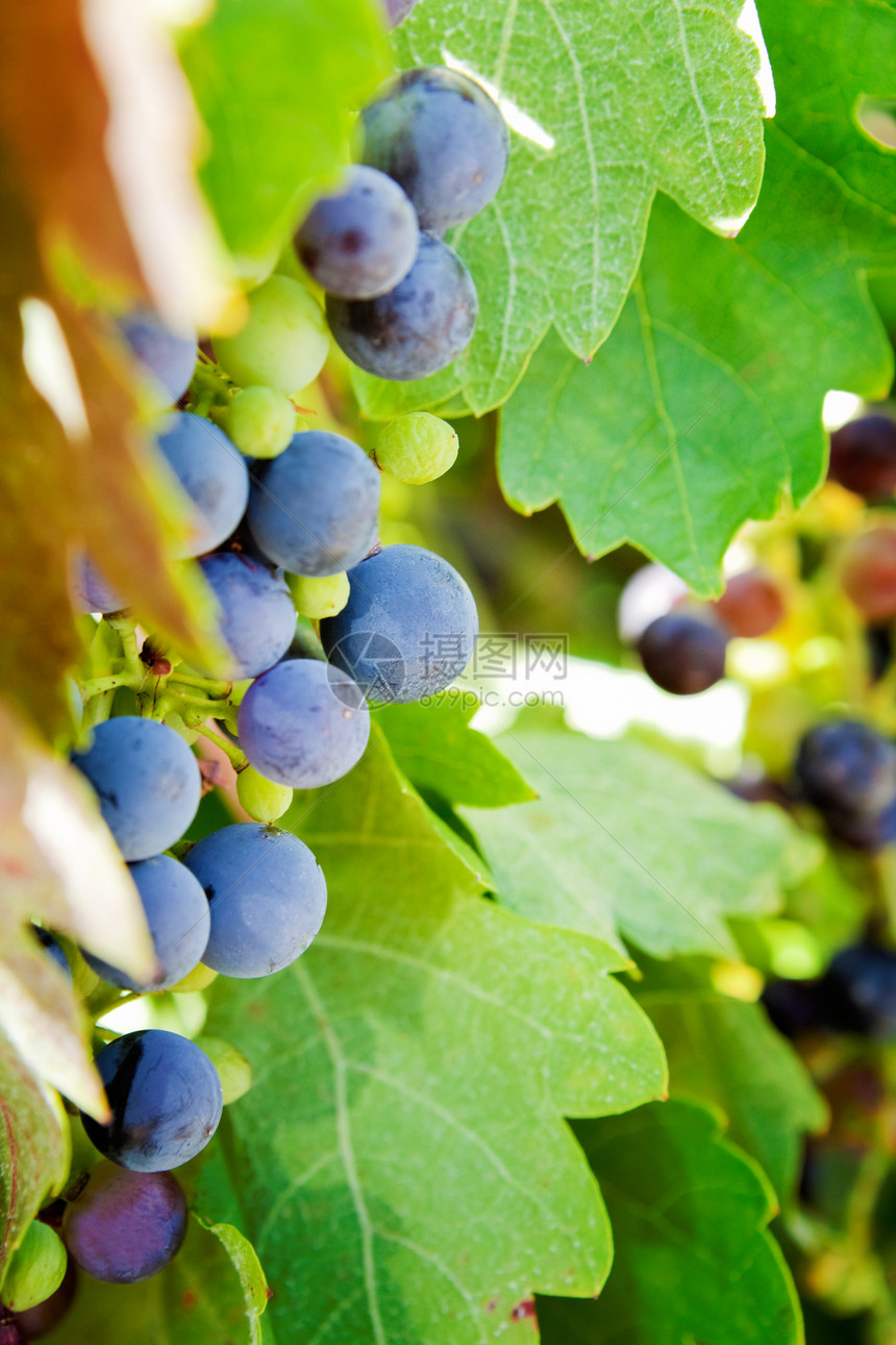 一群葡萄场地季节葡萄园食物蓝色花园叶子宏观浆果水果图片