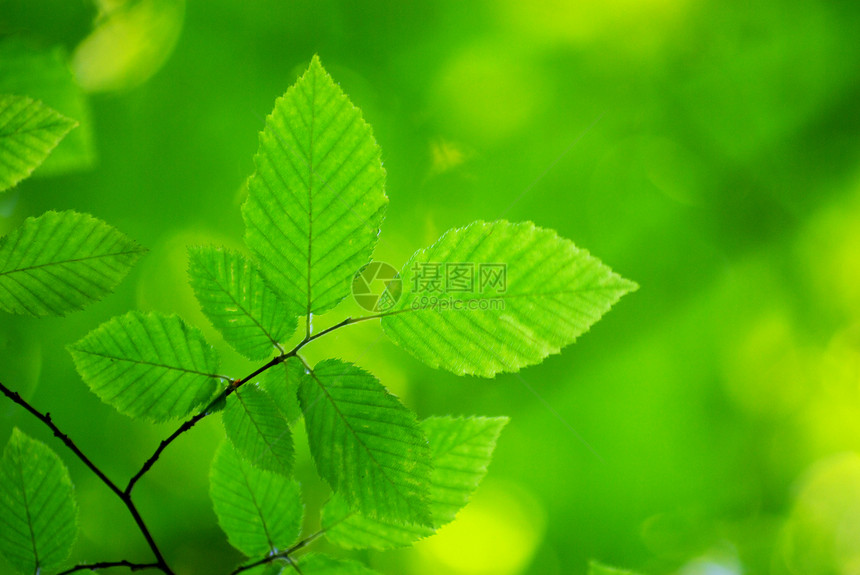 绿叶树叶绿色宏观森林树木叶子植物生长环境图片