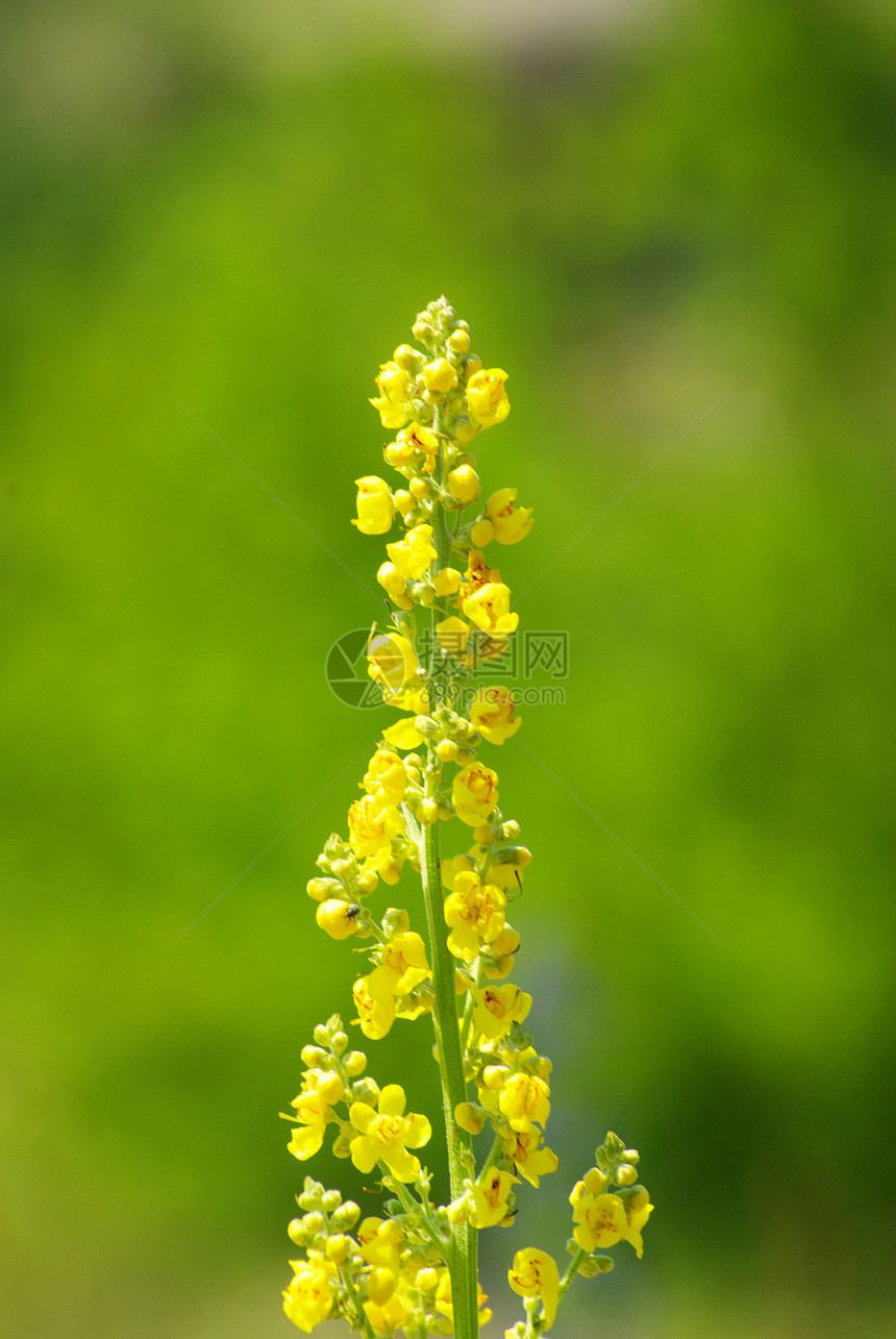 花朵园艺生物学生长植物群美丽光合作用植物花园紫色植物学图片