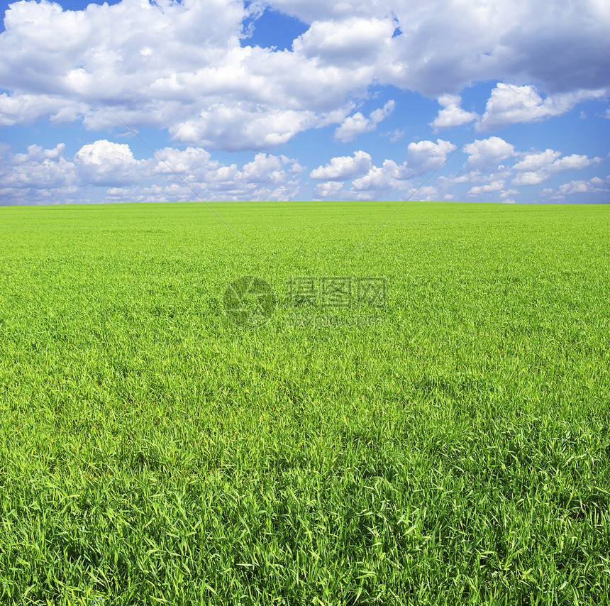 字段植物牧场风景农场农业远景绿色天空全景季节图片