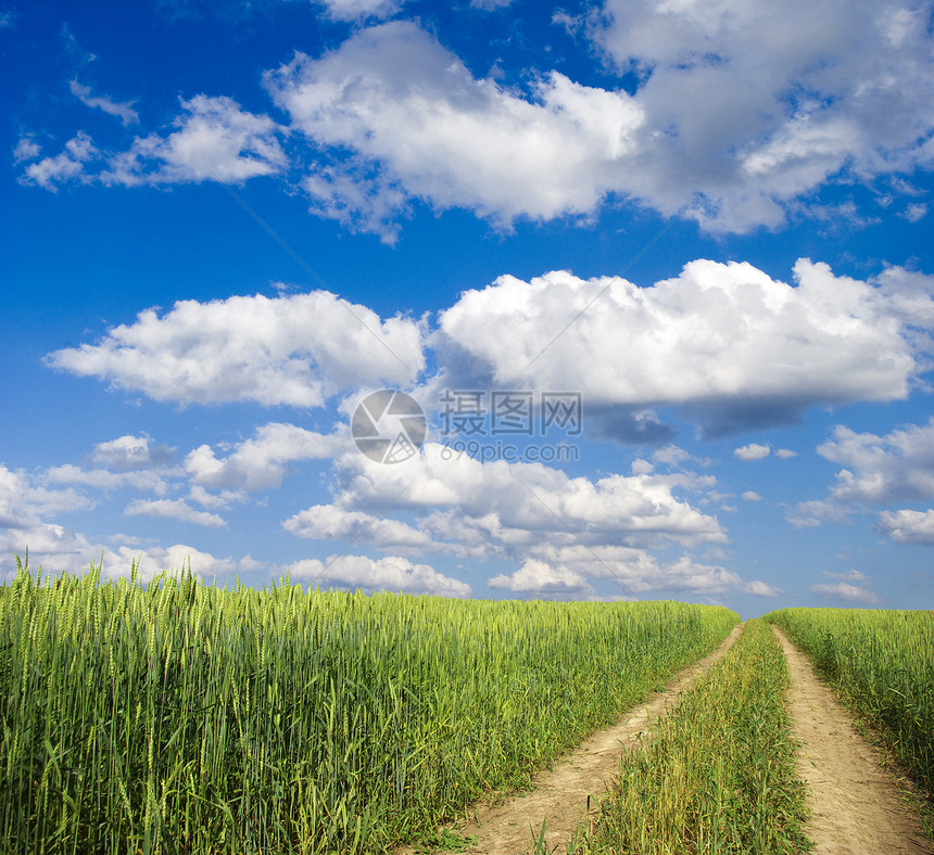 字段植物农场绿色季节牧场天气远景乡村风景天空图片