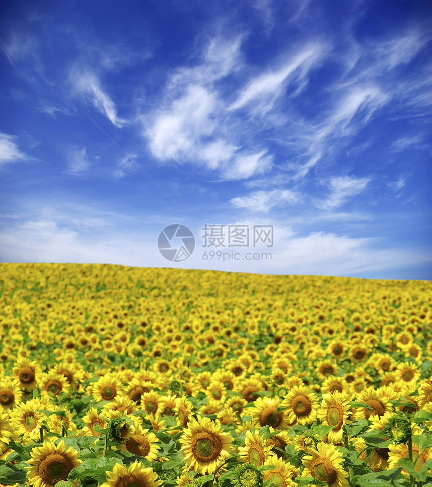 字段乡村天气地平线季节农场阳光天空草地土地全景图片