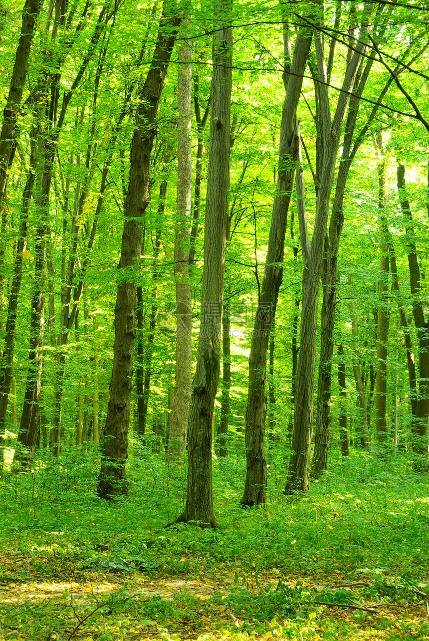森林绿色阳光太阳树木小路林地阴影薄雾日出图片
