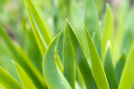 绿绿草场地园林活力绿色植物纹理植物绿色院子草原绿化背景图片
