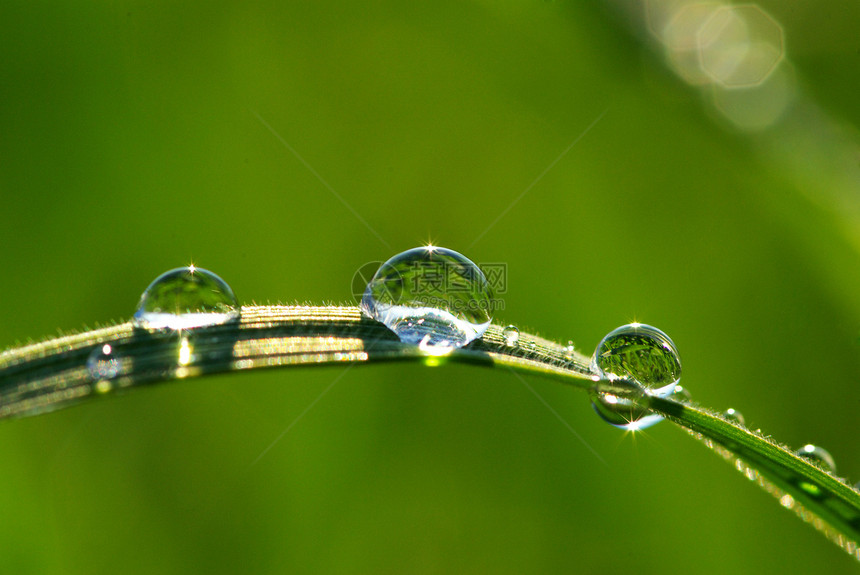滴落植物绿色生长花园宏观雨滴草本植物草地树叶液体图片