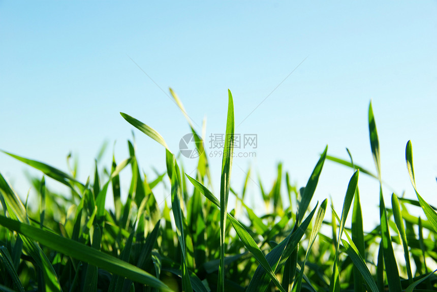 草绿色太阳牧场天空土地场景园艺宏观生长乡村图片