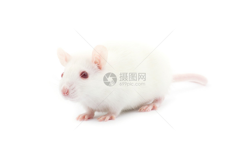 大鼠实验室哺乳动物好奇心害虫宠物毛皮老鼠尾巴动物红色图片