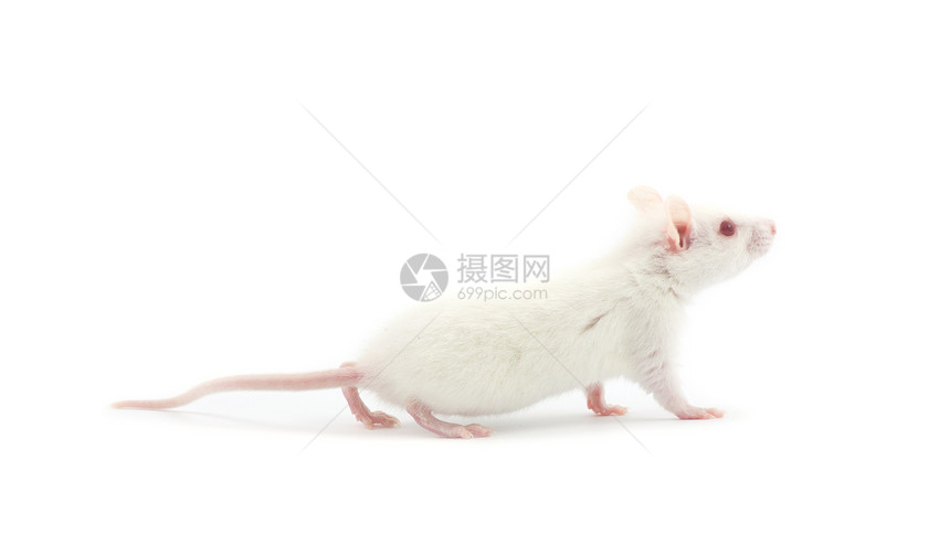 大鼠哺乳动物宠物红色老鼠尾巴实验室实验白色毛皮害虫图片