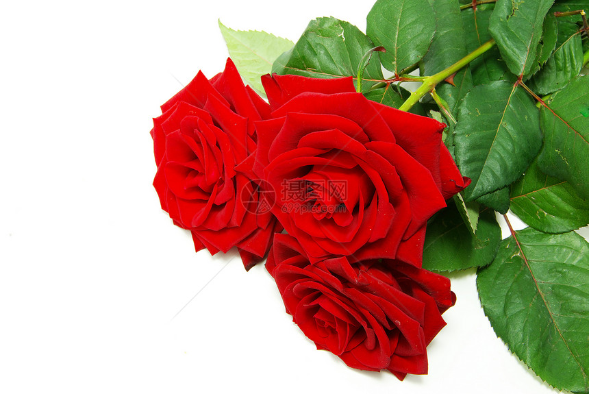 红玫瑰花瓣热情宏观玫瑰晴天娱乐植物红色白色图片