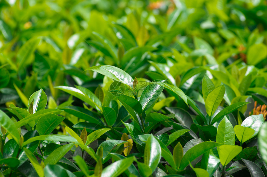 绿茶绿色活力种植园背景宏观叶子图片