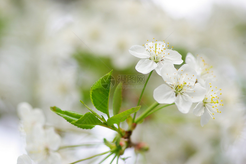 樱花花绿色季节性花瓣白色图片