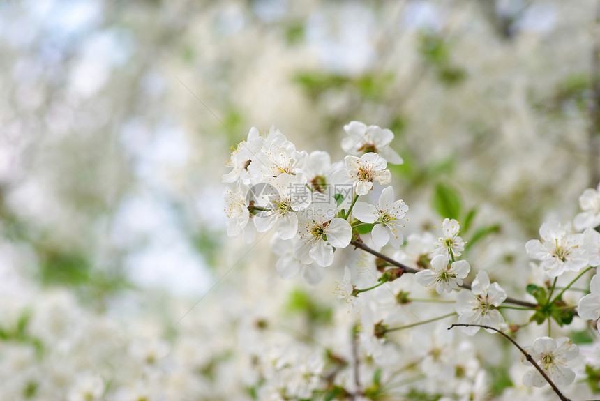 樱花花花瓣绿色季节性白色图片