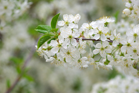 樱花花季节性花瓣绿色白色背景图片