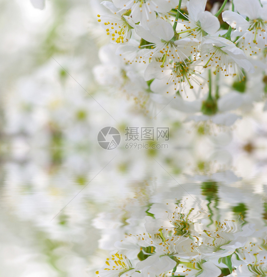 樱花花绿色白色季节性花瓣图片