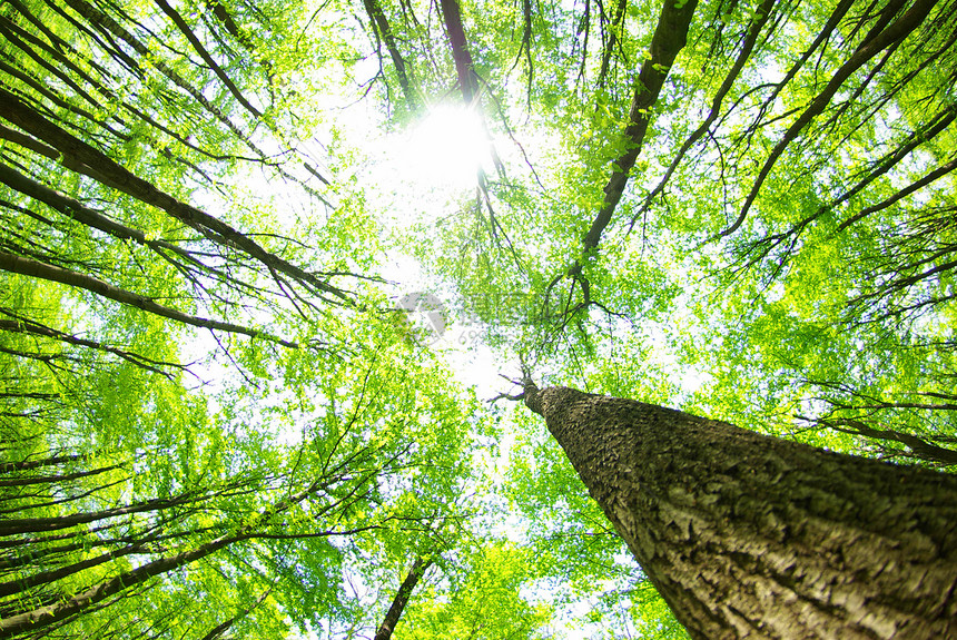 森林荒野精神阳光树木空地辐射林地植物风景宗教图片