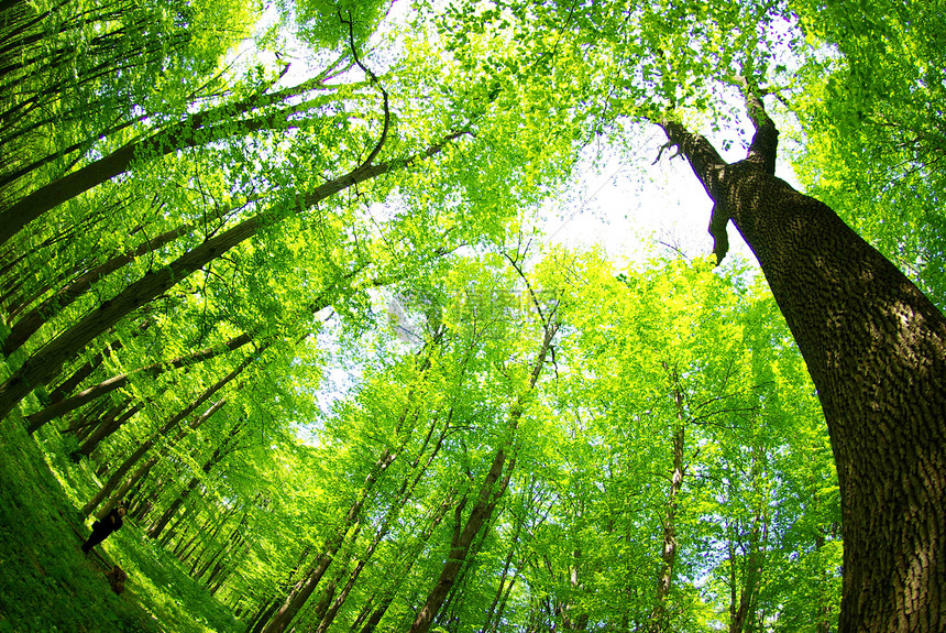 绿林宗教精神荒野植物树木阳光风景林地空地辐射图片