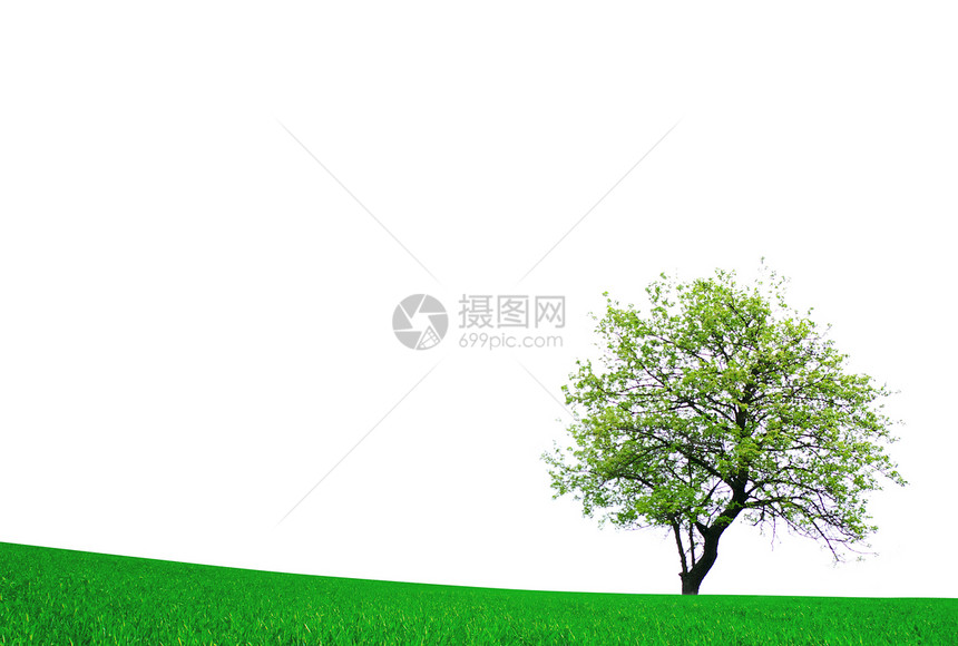 风景植物多叶叶子季节树木白色生长生活图片