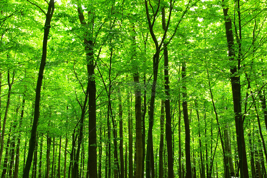 森林绿色植物环境床单公园天堂阳光生态图片