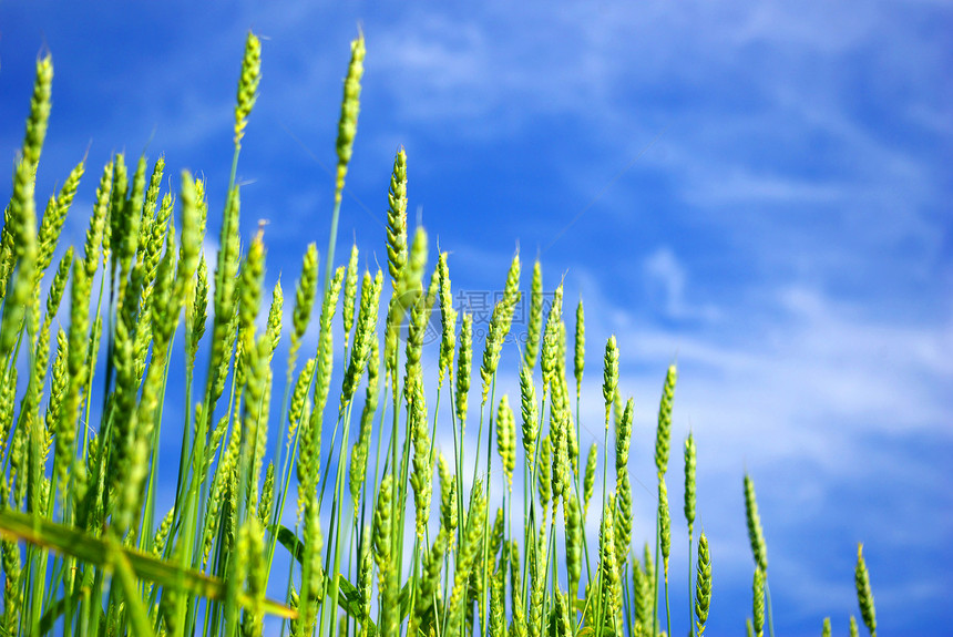 小麦田黄色生长植物种子粮食农民稻草农场蓝色绿色图片