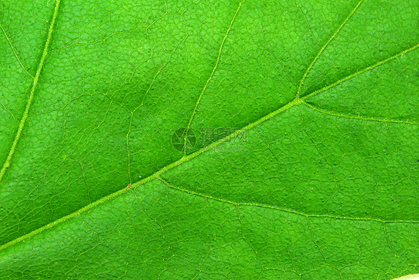 叶叶结构脉络生态绿色植物群戏剧性叶子生活光合作用生长线条图片