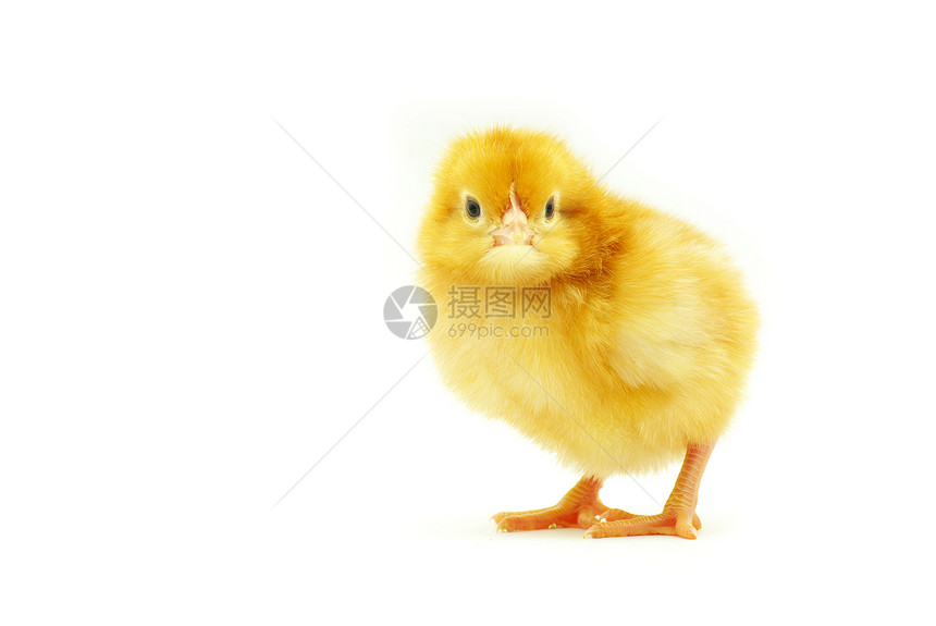 鸡家畜黄色工作室小鸡生活生物柔软度母鸡孵化动物图片