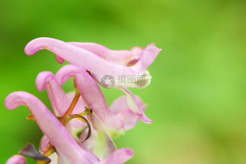 春花森林阴影花瓣植物群宏观花园植物公园蓝色毛茛图片