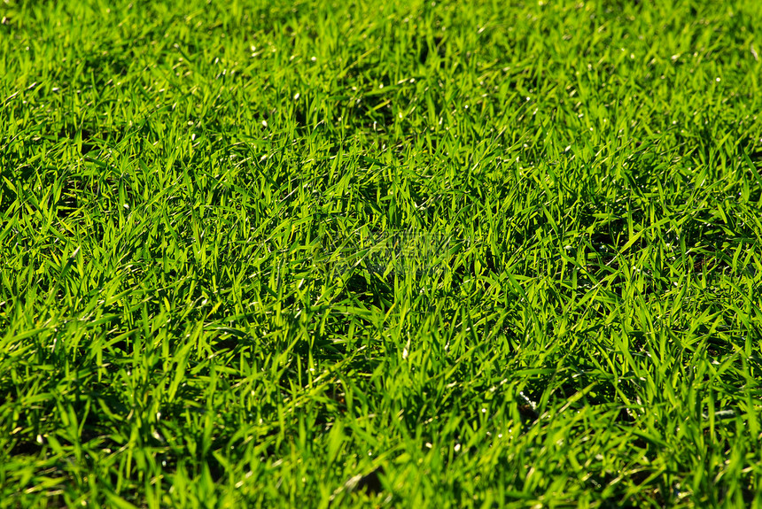 草根纹理草地绿色生长植物活力图片