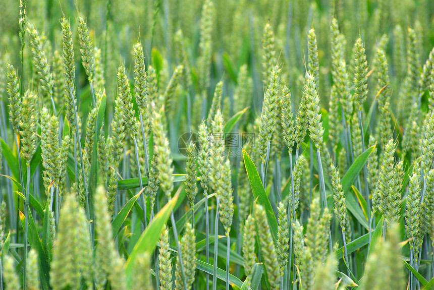 小麦蓝色玉米绿色种子稻草生长农民植物农场场地图片
